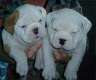 Englische Bulldogge mit FCI Papieren
